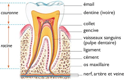 Coupe d'une dent - Parodontie